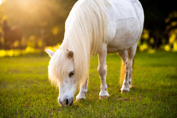 istock White pony in a pasture at sunset. Pony on the farm. 1398999577