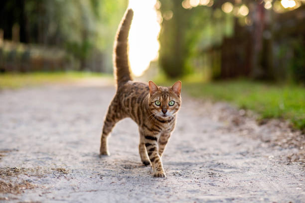 istock Bengal domestic cat walking on sandy road at a farm. 1398999716