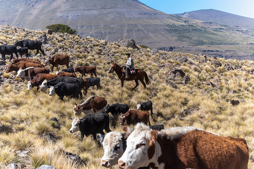 Neuquen, Argentina, March 27, 2022; Gauchos and herd of cows, Patagonia, Argentina