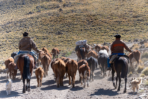 Neuquen, Argentina, March 27, 2022; Argentine gauchos on horseback herding cows with his dog.