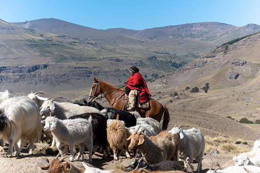 Neuquen, Argentina, March 27, 2022; Argentine gaucho (woman), herding goats. Mapuche town.