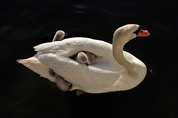 Swan family stock photo
