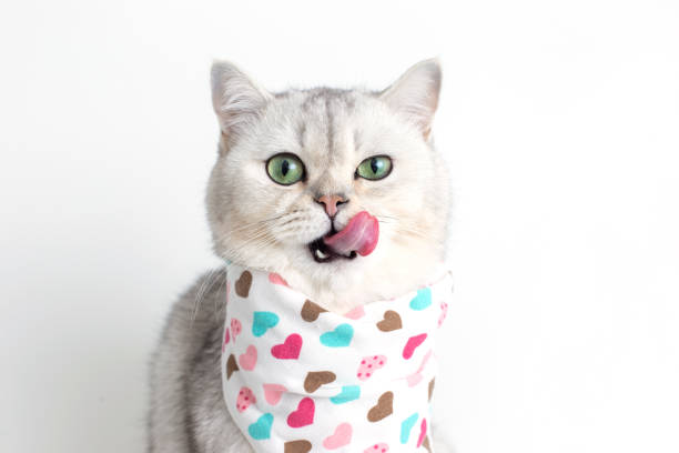 A adorable white cat, licks its muzzle with its tongue, sits on a white background with a bib in hearts. A adorable white cat, licks its muzzle with its tongue, sits on a white background with a bib in hearts, lloks at camera. Copy space. Close-up cat food stock pictures, royalty-free photos & images