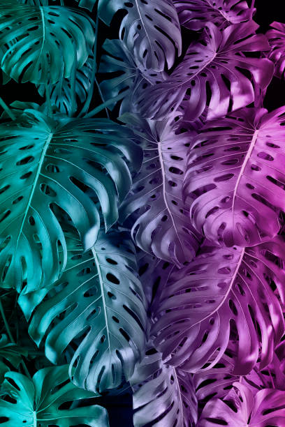 istock Lush foliage monstera multicolored background, turquoise and pink colored, 80's retro style 1399001270
