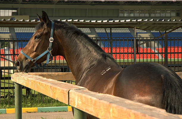 istock Brown horse in the corral 139900142