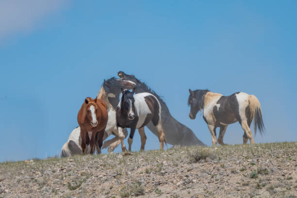 dzikie konie (mustangi) cofają się, aby energicznie walczyć, podczas gdy inni patrzą lub schodzą z drogi - horse animals in the wild wyoming rebellion zdjęcia i obrazy z banku zdjęć