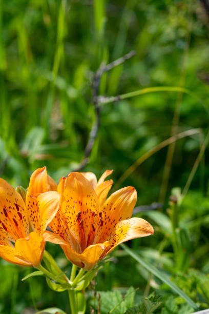 istock Wild orange lilies in full bloom 1399002990