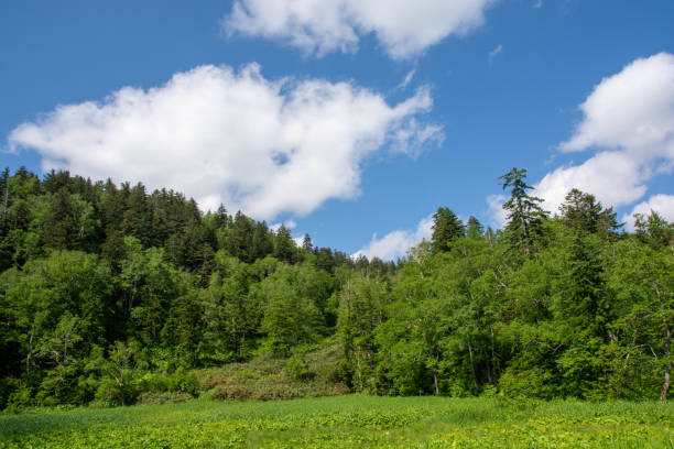 istock Early summer plateau with green forest 1399003112
