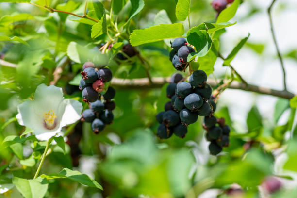 Juneberry Fruit In The Garden In Early Summer Stock Photo