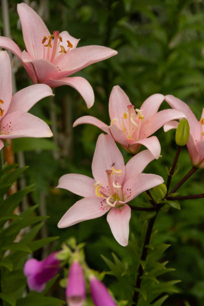 istock Pink lilies in the summer garden 1399003148