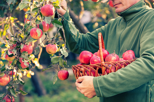 A man harvesting ripe apples in the orchard