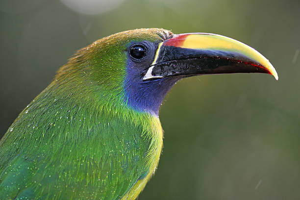 Emerald toucanet (Aulacorhynchus prasinus) in the rain - Monteverde Cloud Forest Preserve, Costa Rica