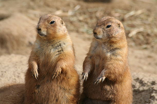 istock Pair or Prairie Dogs 139900429