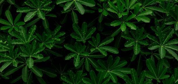 istock tropical leaves, abstract green leaf texture in garden, nature background 1399004475