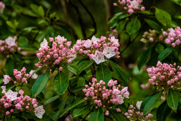 마운틴 루렐의 꽃은 봄 비가 내린 후 팝 오픈을 시작합니다. - 산 월계수 뉴스 사진 이미지