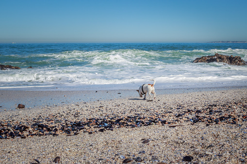 Jack Russell Terrier dog playing on the beach, Cape Town, South Africa