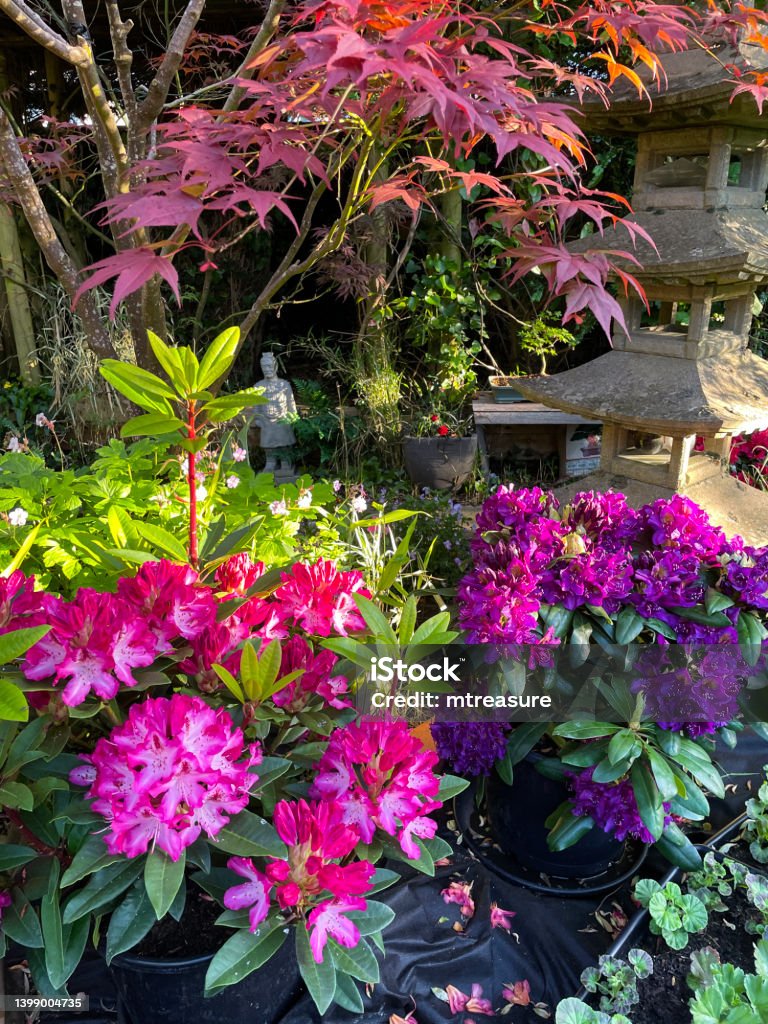 Close-up image of oriental-style garden border with stone lantern, Japanese maples (Acer palmatum), pink and purple flowering rhododendrons, new shoot, focus on foreground Stock photo showing close-up view of Oriental garden border with flowering rhododendron shrubs, Japanese maples and a Japanese stone statue. Azalea Stock Photo