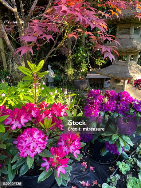 Closeup Image Of Orientalstyle Garden Border With Stone Lantern Japanese Maples Pink And Purple Flowering Rhododendrons New Shoot Focus On Foreground Stock Photo - Download Image Now