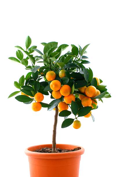 Orange Tree - Tengerines stock photo