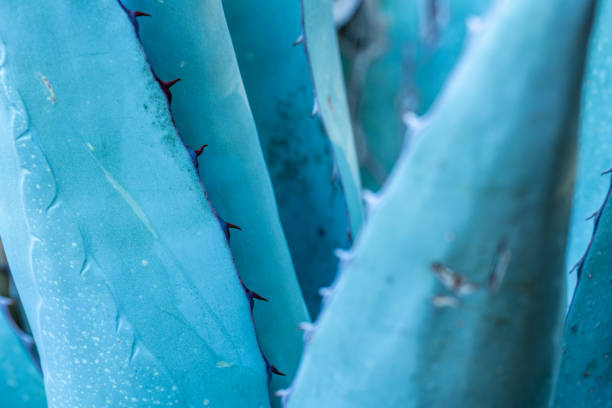istock Close Up Edge of Agave Plant 1399004827