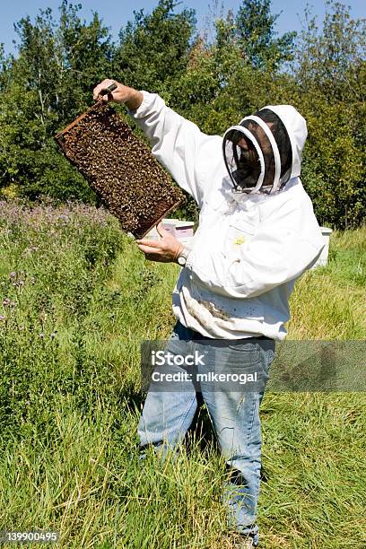 Abelha Agricultura - Fotografias de stock e mais imagens de Abelha - Abelha, Adulto, Agricultura