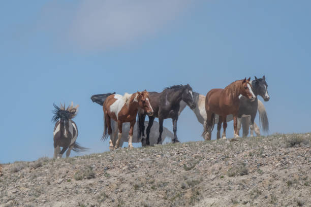 wild horses (mustangs) rear up to fight vigorously while others get out of the way - horse animals in the wild wyoming rebellion imagens e fotografias de stock