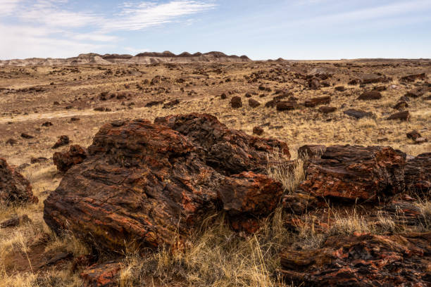 istock Petrified Wood Chunks With Badlands On The Horizon 1399005678