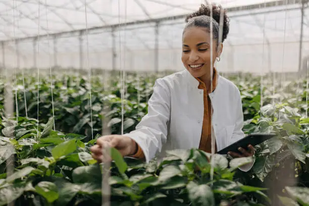 Young latin woman wearing yellow shirt and white lab coat conducting tests and collecting samples from the green vegetable plants