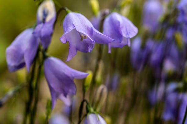 istock Purple Harebells in Alpine Meadow in Rocky Mountain 1399006489
