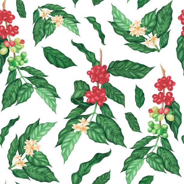 Coffee Tree Pattern 640+ Watercolor Seamless Pattern With Coffee Bean Stock Illustrations ...
