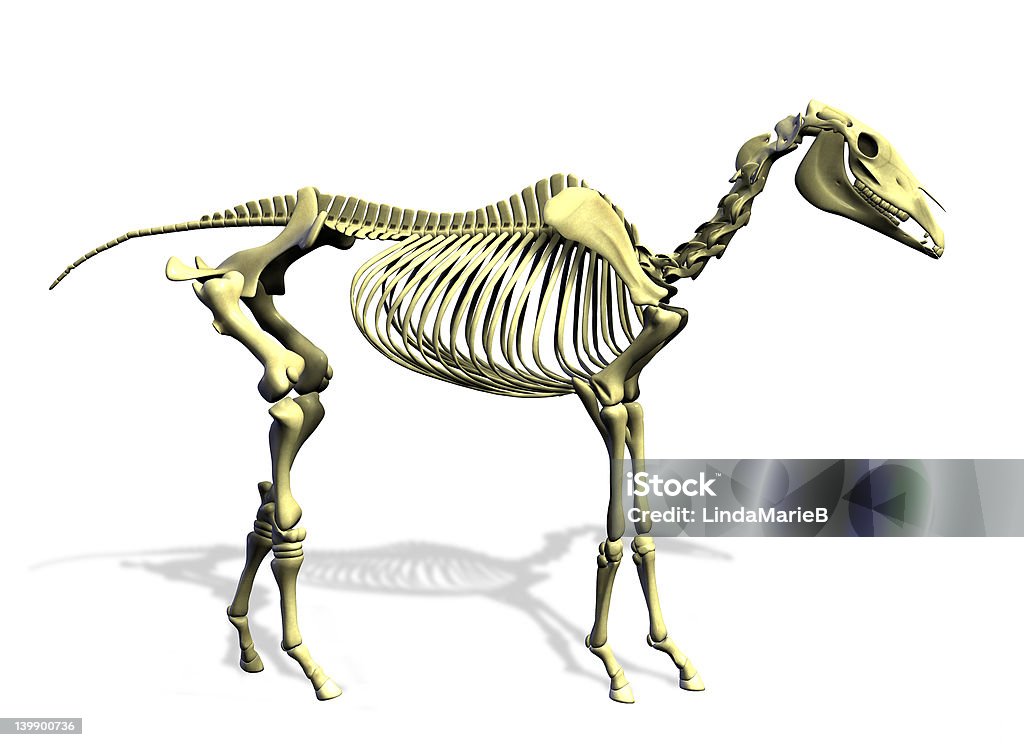 Scheletro cavallo con clipping path - Foto stock royalty-free di Anatomia umana