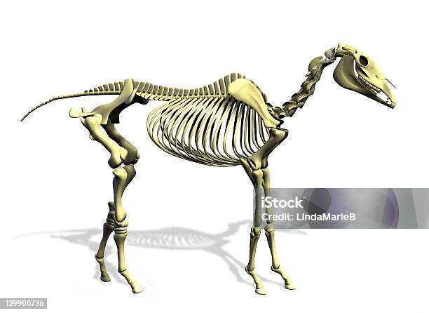 Scheletro Cavallo Con Clipping Path - Fotografie stock e altre immagini di Anatomia umana - Anatomia umana, Cavallo - Equino, Animale