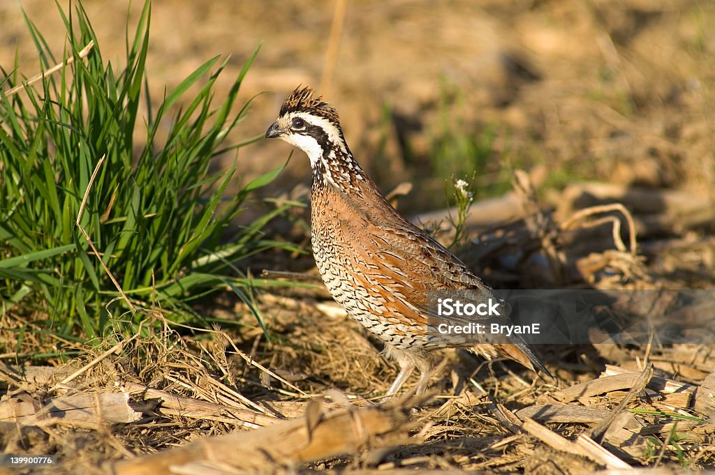 bob white a male Bobwhite Quail standing in a field of corn stubble near a clump of green grass in the late afternoon sun.  Quail - Bird Stock Photo