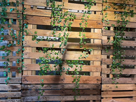 Stock photo showing an artificial living wall, greenery backdrop with plastic leaves of trailing fake ivy hanging on feature wall of vertical, wooden pallets. The plants are maintenance free and are ideal for outdoor or indoor decoration. Home decor concept.