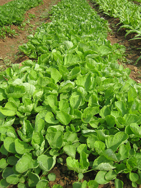 farm stock photo