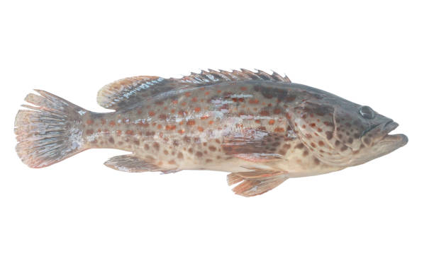 istock Fresh red spot grouper isolated on white background with clipping path 1399008848