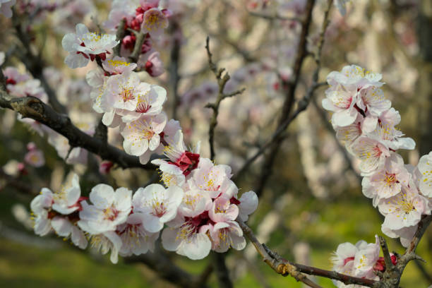 istock Flowers, Tokyo, Japan (Jan-Mar,2022) 1399008865