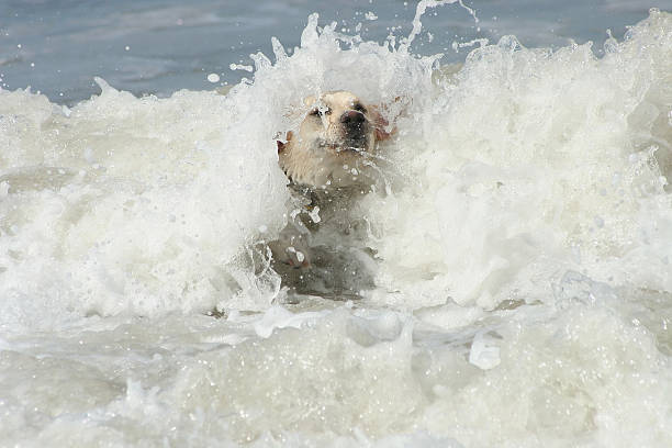 Lab getting hit by wave stock photo