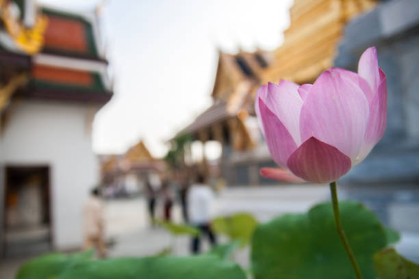 Water lily or Lotus in Wat Phra Kaew Temple, Bangkok Province, Thailand