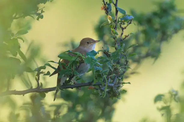 A common nightingale sitting in a bush, sunny morning in springtime, Vienna (Austria)