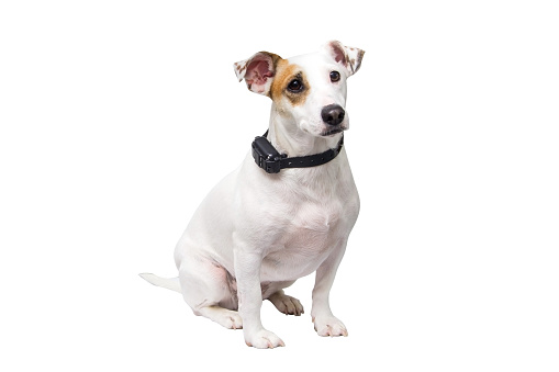 A dog in a vibro collar