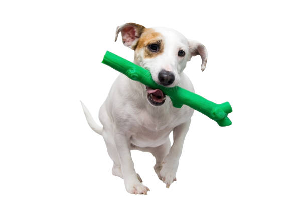 istock A dog with a toy in its mouth 1399010135