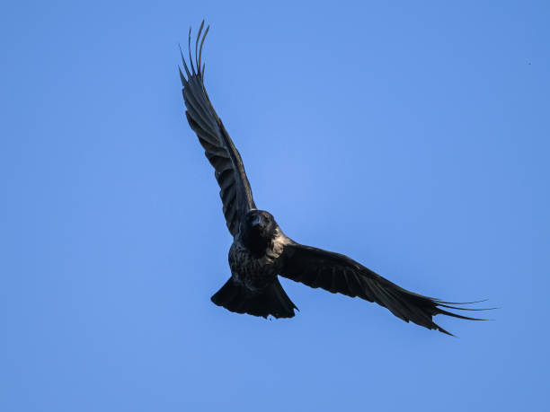 istock A carrion crow in flight blue sky 1399010173