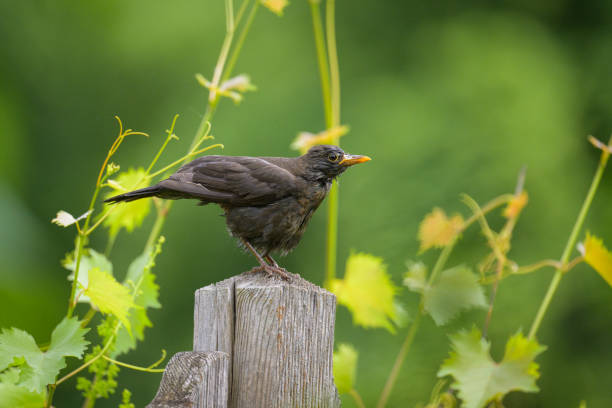A female common blackbird sitting on a pole in the garden, cleaning after bath, sunny day in springtime, Vienna (Austria)