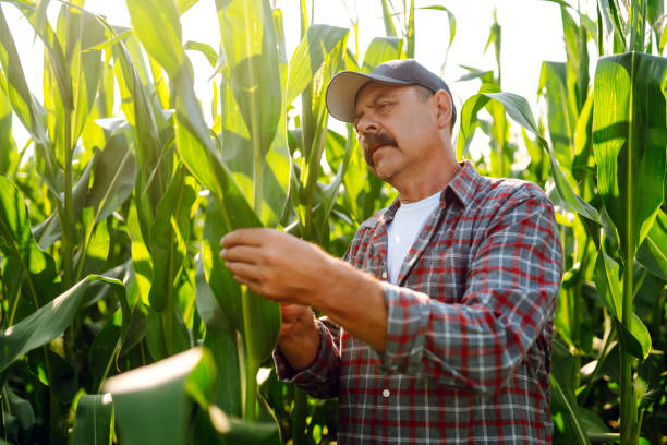 istock Farmer  standing in corn field examining crop. 1399010386