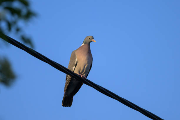 istock A common wood pigeon sitting on a cable 1399011037