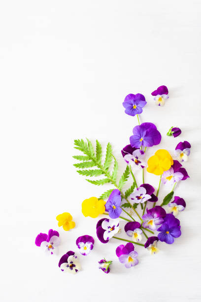 istock beautiful pansy violet summer flowers flatlay on white 1399011089