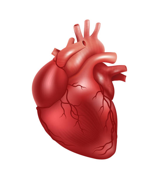 hati manusia, vektor realistis 3d terisolasi pada latar belakang putih. jantung yang benar secara anatomis dengan sistem pembuluh darah - jantung manusia ilustrasi stok