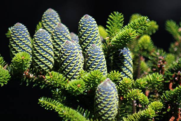 Young fir cones stock photo