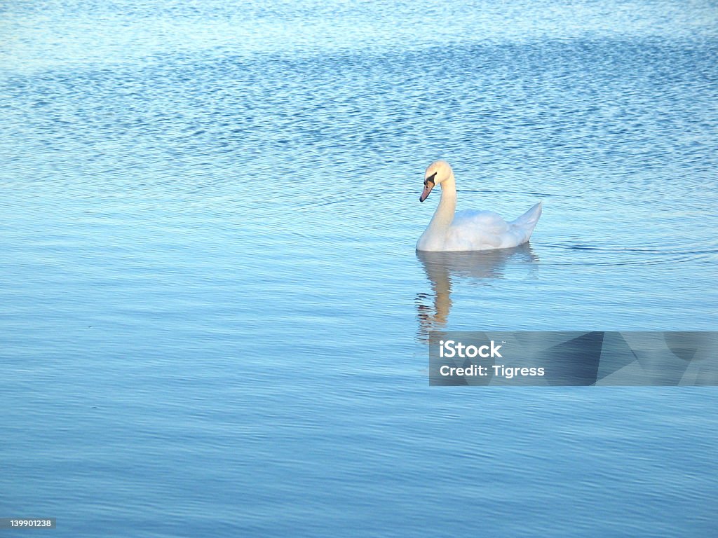 Swan - Photo de Amitié libre de droits